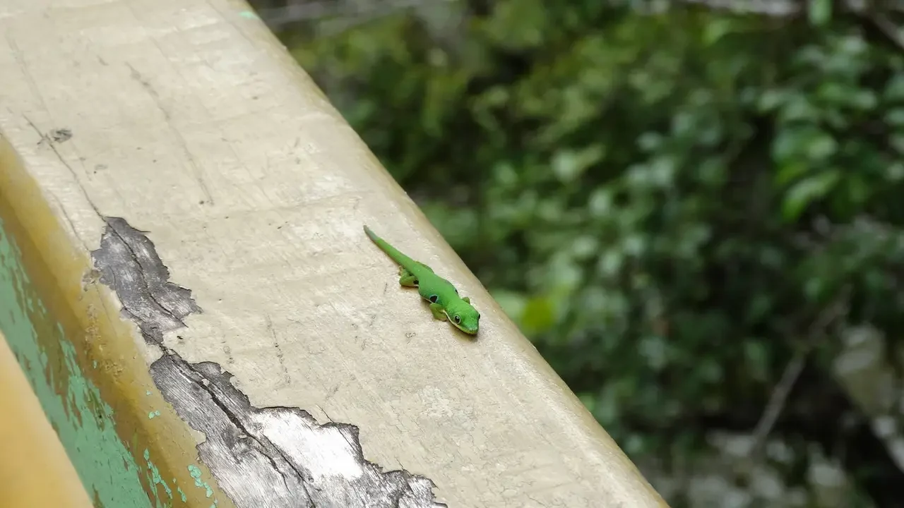 Una rana verde si trova su una superficie esterna con vegetazione sullo sfondo.