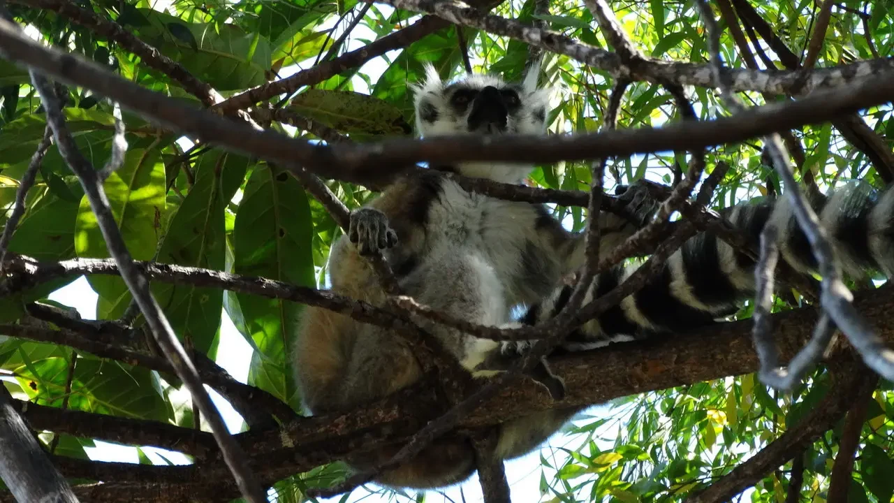 Un lemure si aggrappa a un ramo tra la vegetazione di Madagascar.