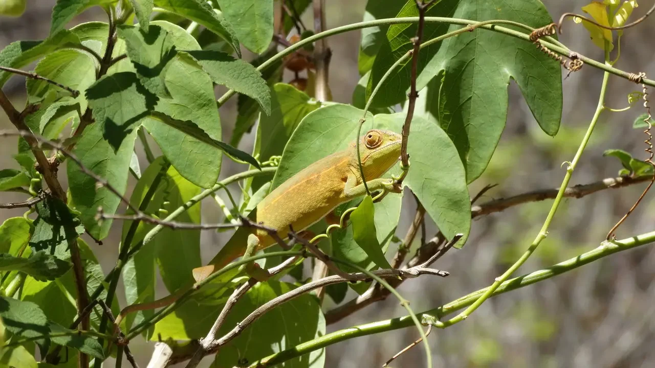 Un camaleonte giallo si nasconde tra le foglie verdi di un albero.