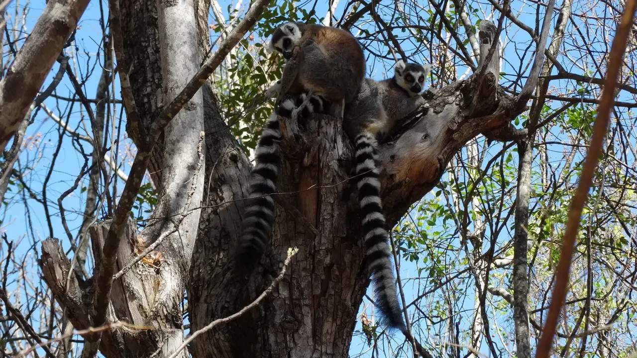 Due lemuri sono seduti su un ramo d'albero.
