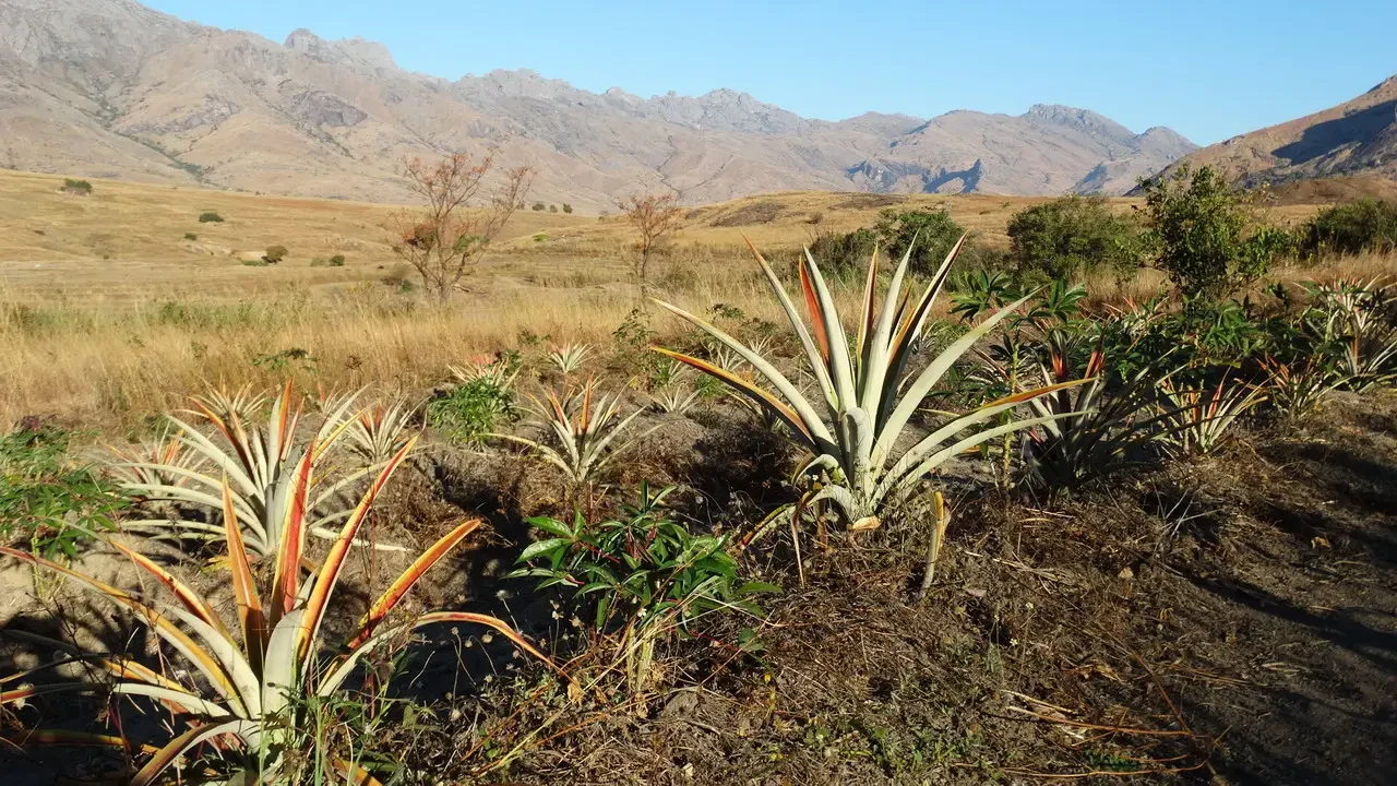 Paesaggio arido con vegetazione bassa e piante succulente in primo piano davanti a montagne rocciose sullo sfondo.