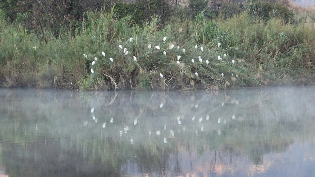 Polli bianchi si trovano tra i canneti lungo la riva di uno specchio d'acqua tranquillo.