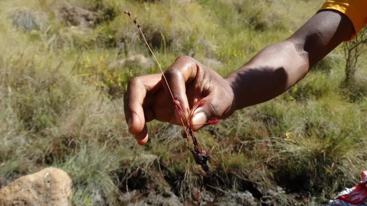 Una mano tiene una piccola pianta rossa e spinosa in un ambiente secco.