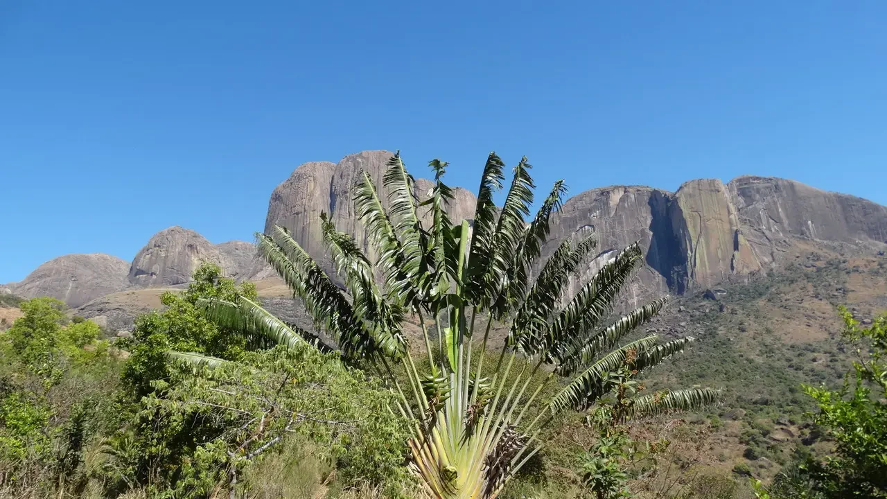 Una palma cresce davanti a montagne rocciose sotto un cielo azzurro.
