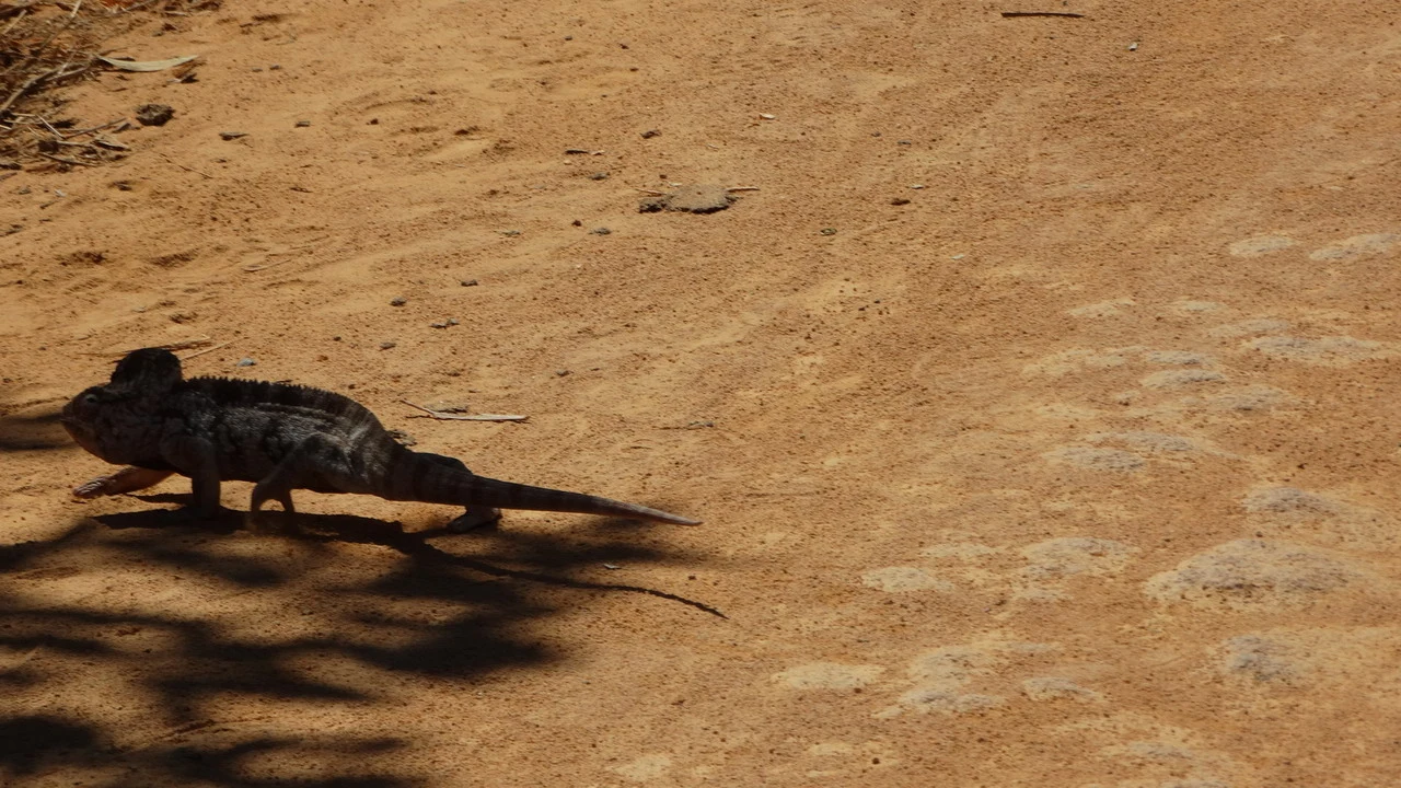 Un rettile si muove sulla sabbia secca di Madagascar.