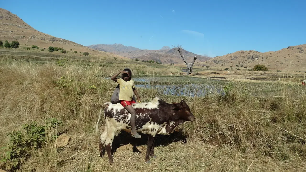 Un uomo con un bovino pascola in una savana secca di Madagascar.