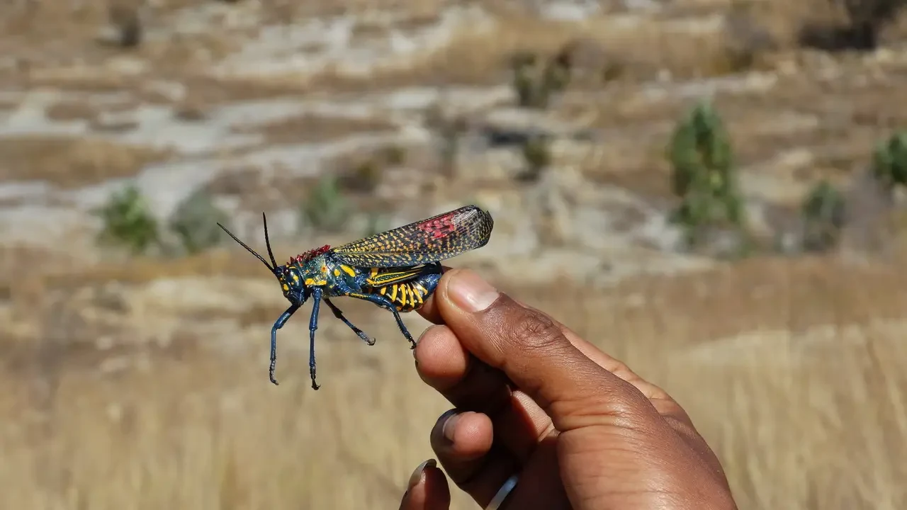 Una farfalla colorata viene tenuta in mano su uno sfondo secco.