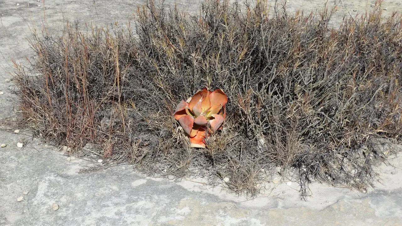 Una pianta di rara flora secca cresce su un terreno arido.