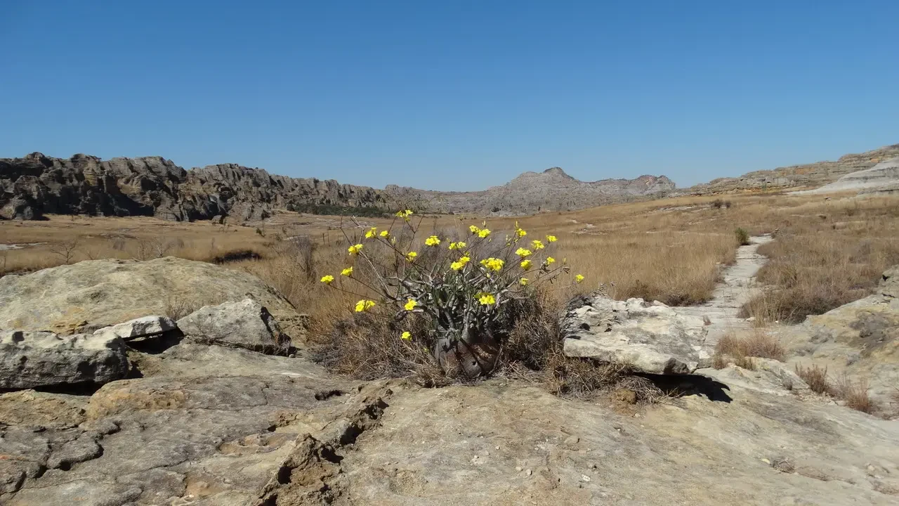 Elefante con piedi sulla terra secca in un paesaggio africano.