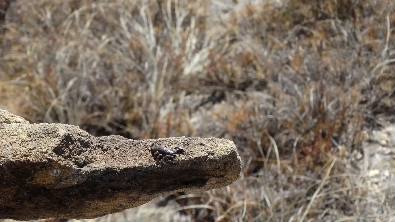 Uno scorpione si trova su una roccia nel paesaggio di Madagascar.