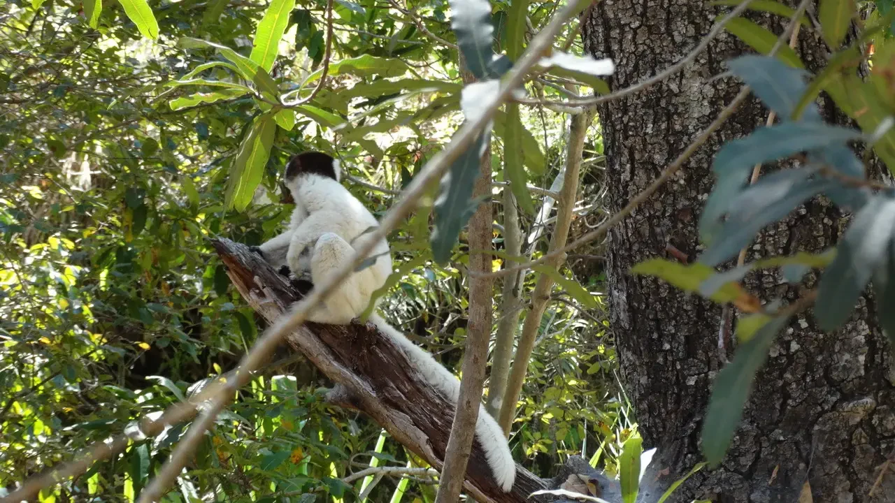Un lemure bianco siede su un tronco d'albero in una foresta lussureggiante di Madagascar.