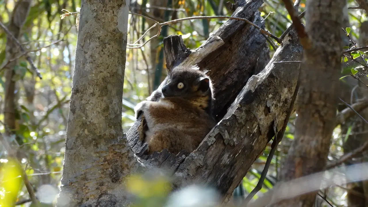 Un lemure si nasconde in un tronco d'albero nella giungla di Madagascar.