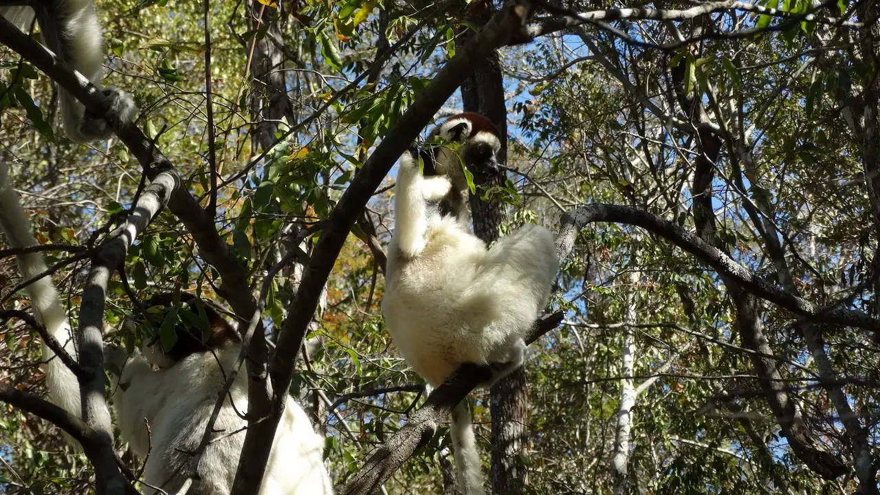 Un lemure sirocco si aggrappa ai rami degli alberi in Madagascar.