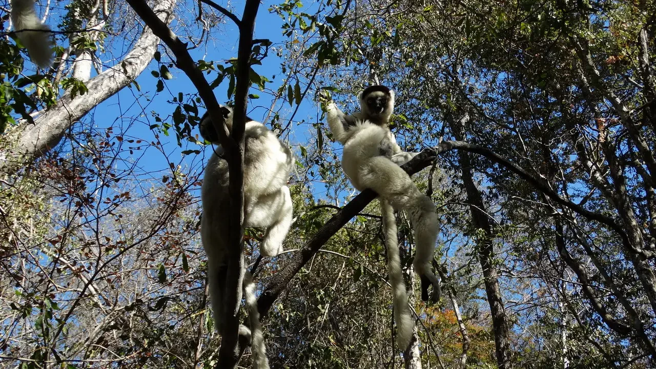 Due lemuri si trovano su un ramo tra le foglie degli alberi.