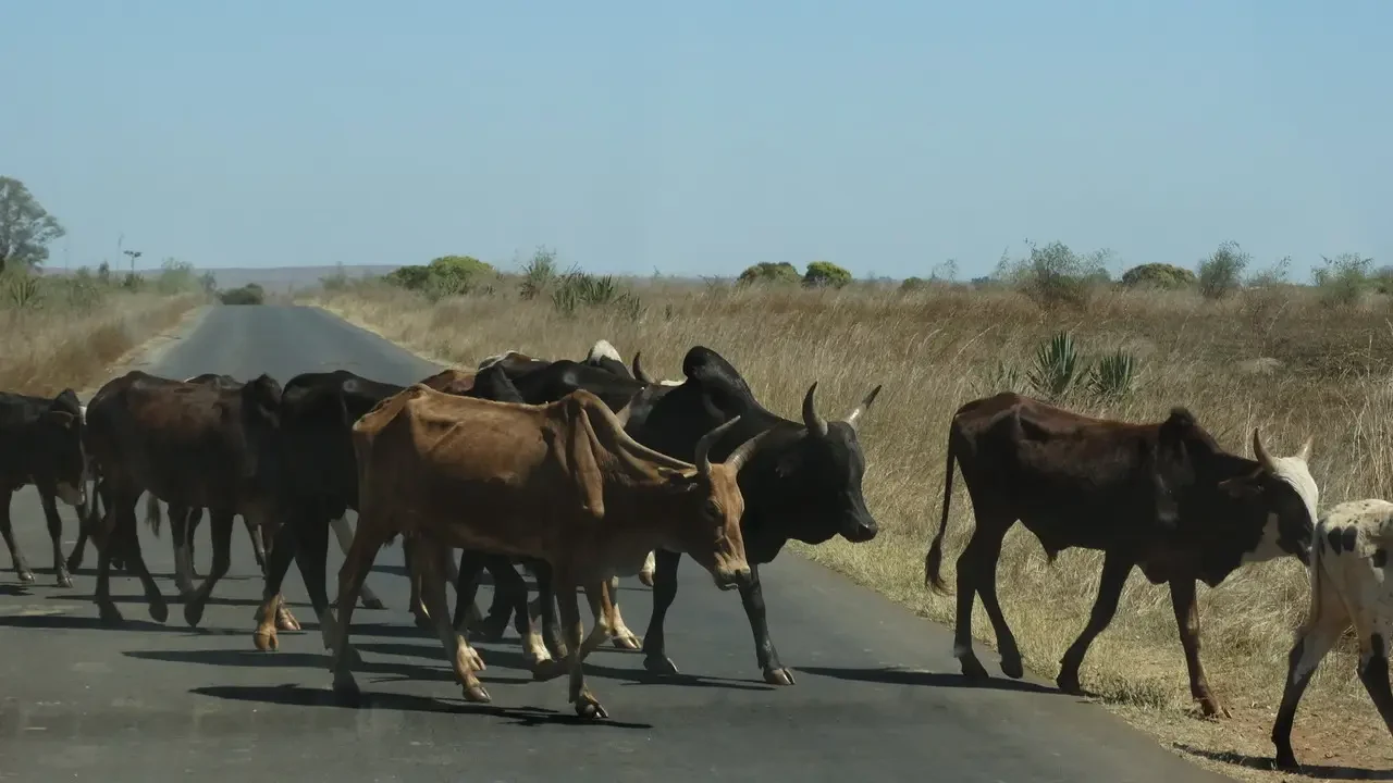Bovini attraversano una strada di campagna in Madagascar.