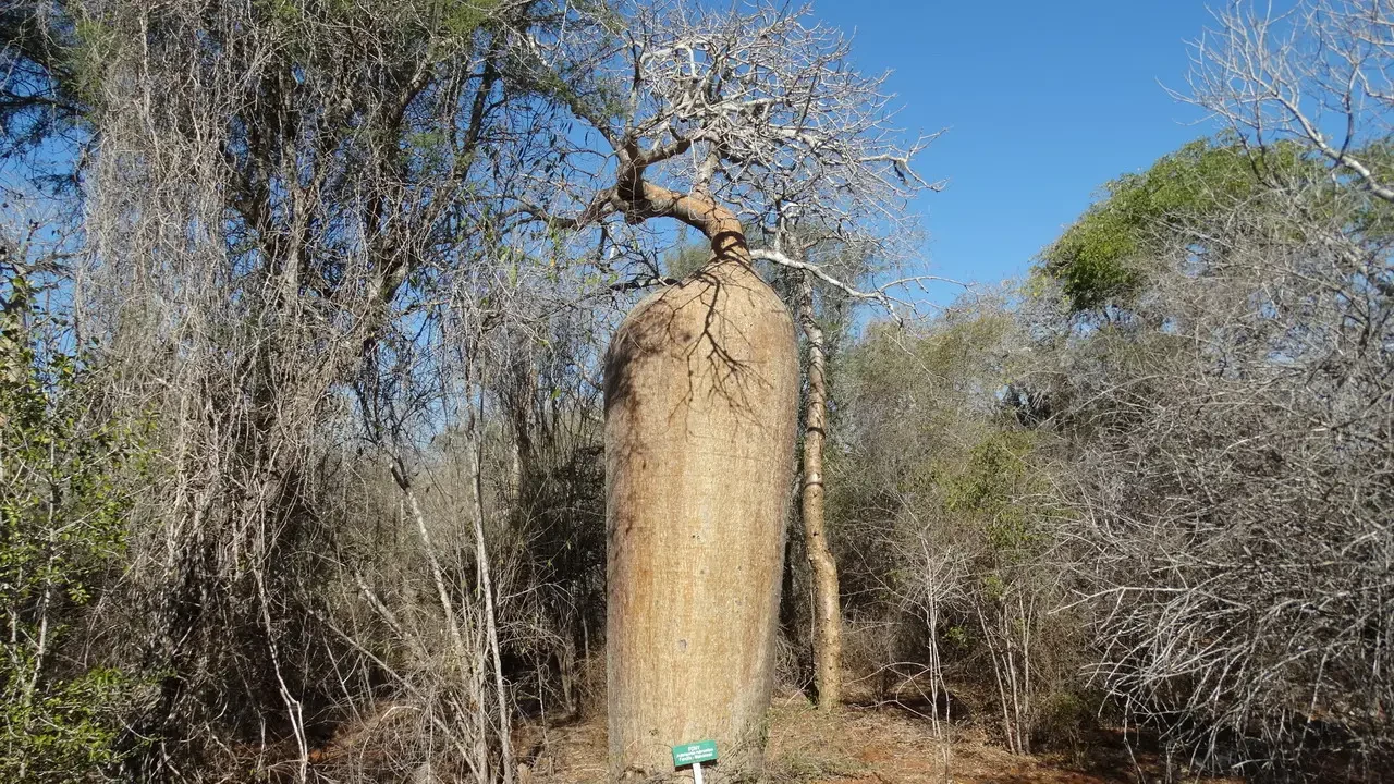 Un imponente baobab con tronco massiccio domina una foresta secca di Madagascar.