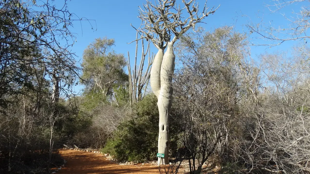 Un baobab tree stands prominently in a dry, reddish landscape of Madagascar.