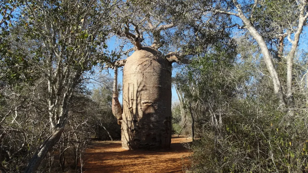 Abaobab massiccio nel paesaggio della foresta secca di Madagascar.