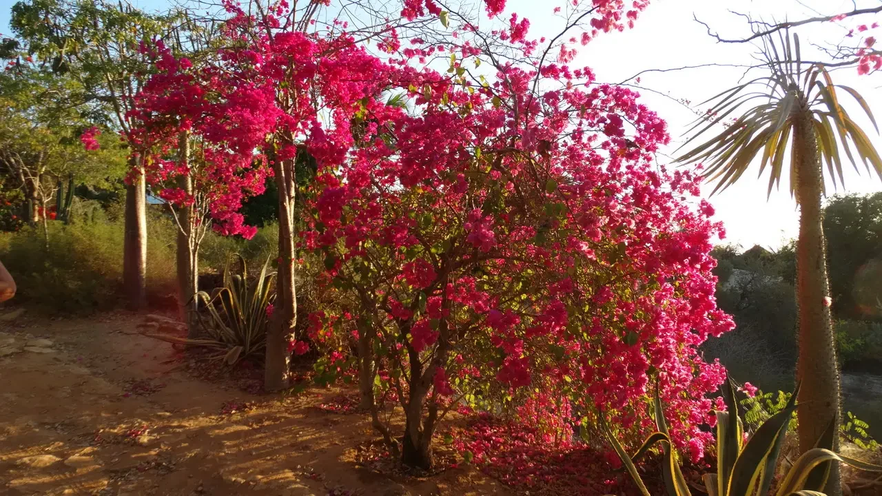 Alberi fioriti di rosa lungo un sentiero sterrato in Madagascar.