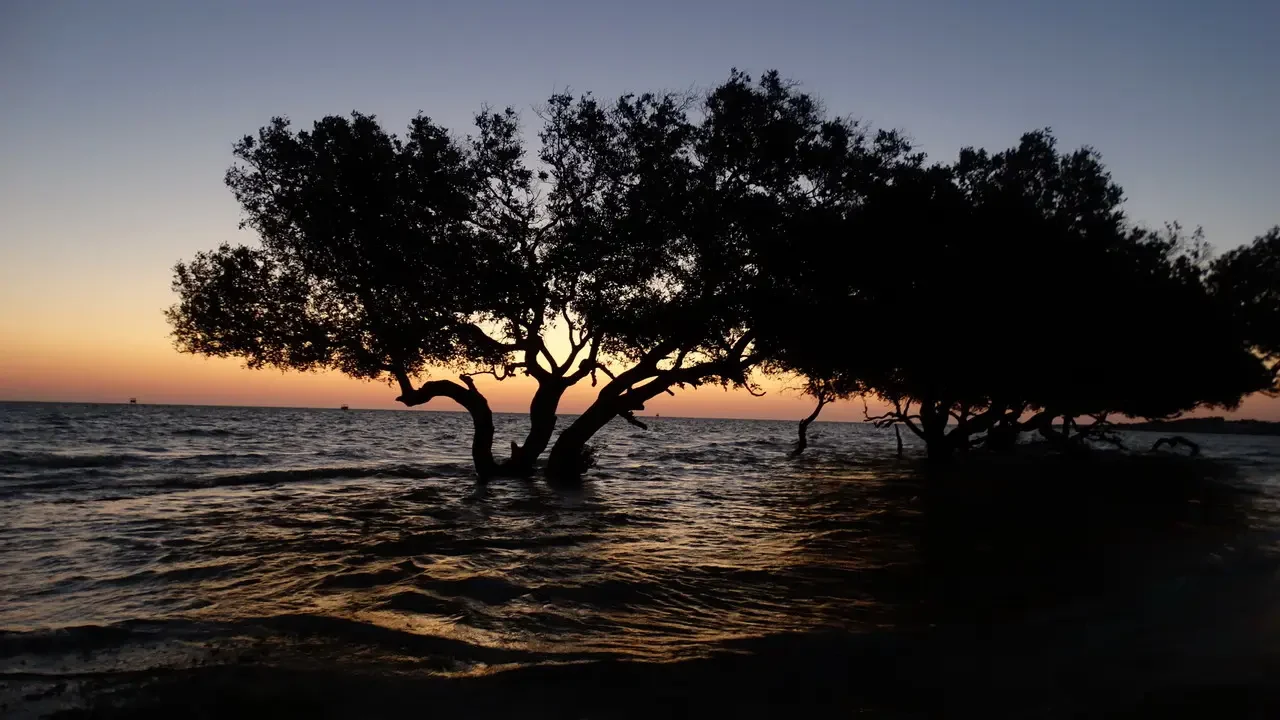Alberi scuri si stagliano sull'orizzonte durante il tramonto.