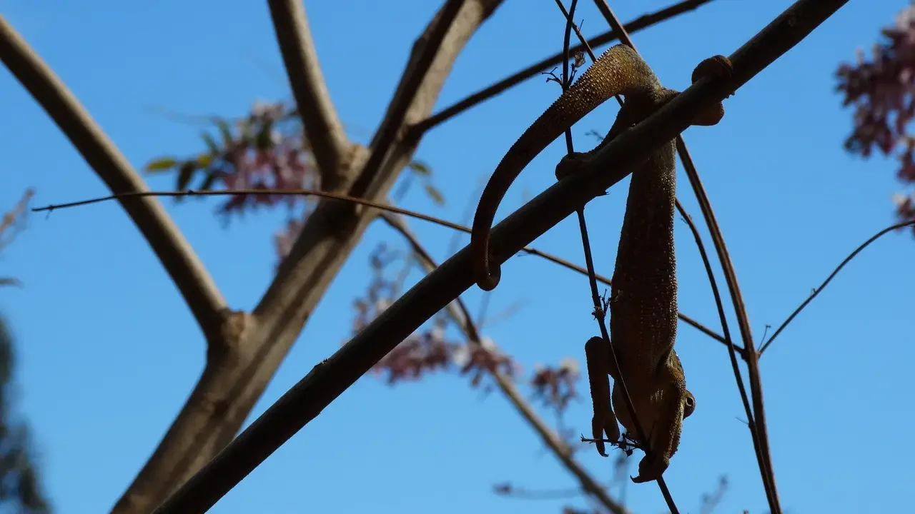 Un camaleonte si aggrappa a un ramo sotto il cielo blu.