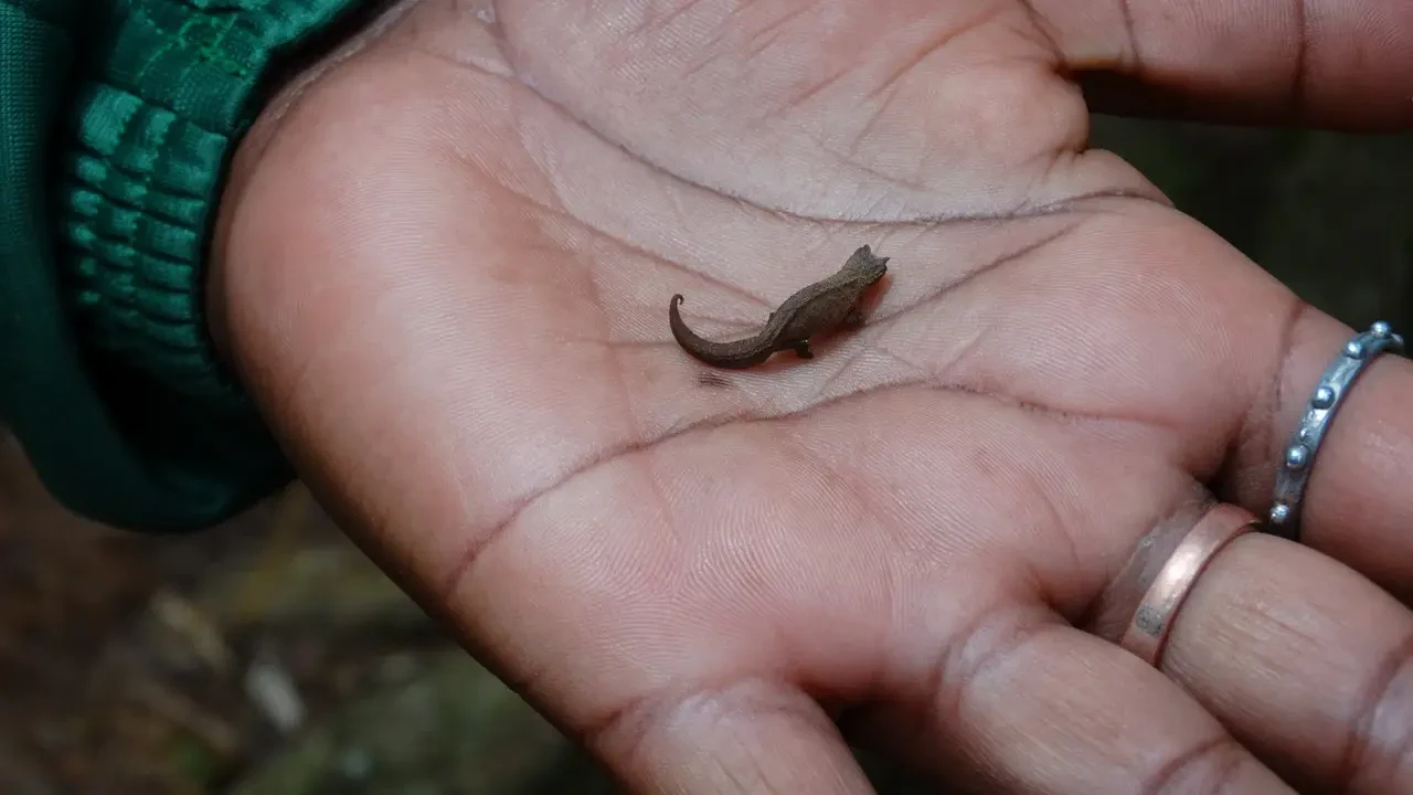Un piccolo rettile è posato sulla mano di una persona.