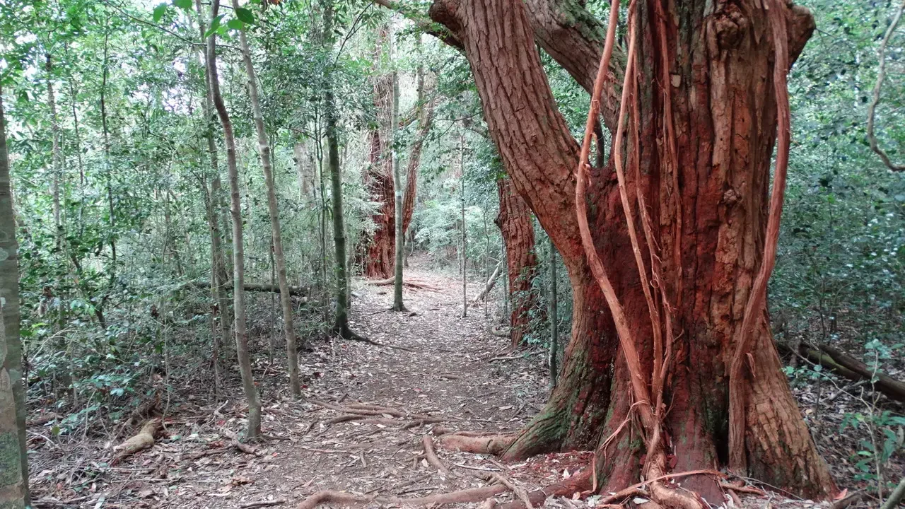 Un sentiero boschivo con alberi imponenti e tronchi rossastri in Madagascar.