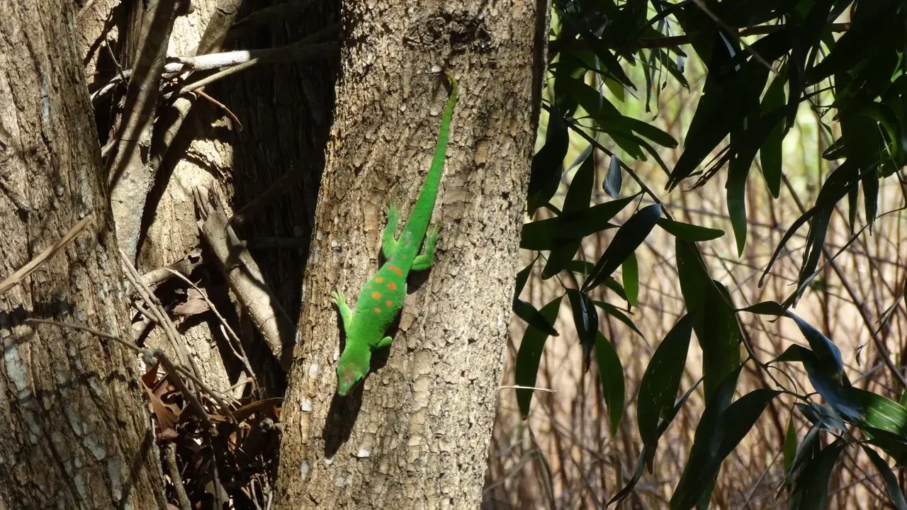 Un gecko verde si aggrappa al tronco di un albero.