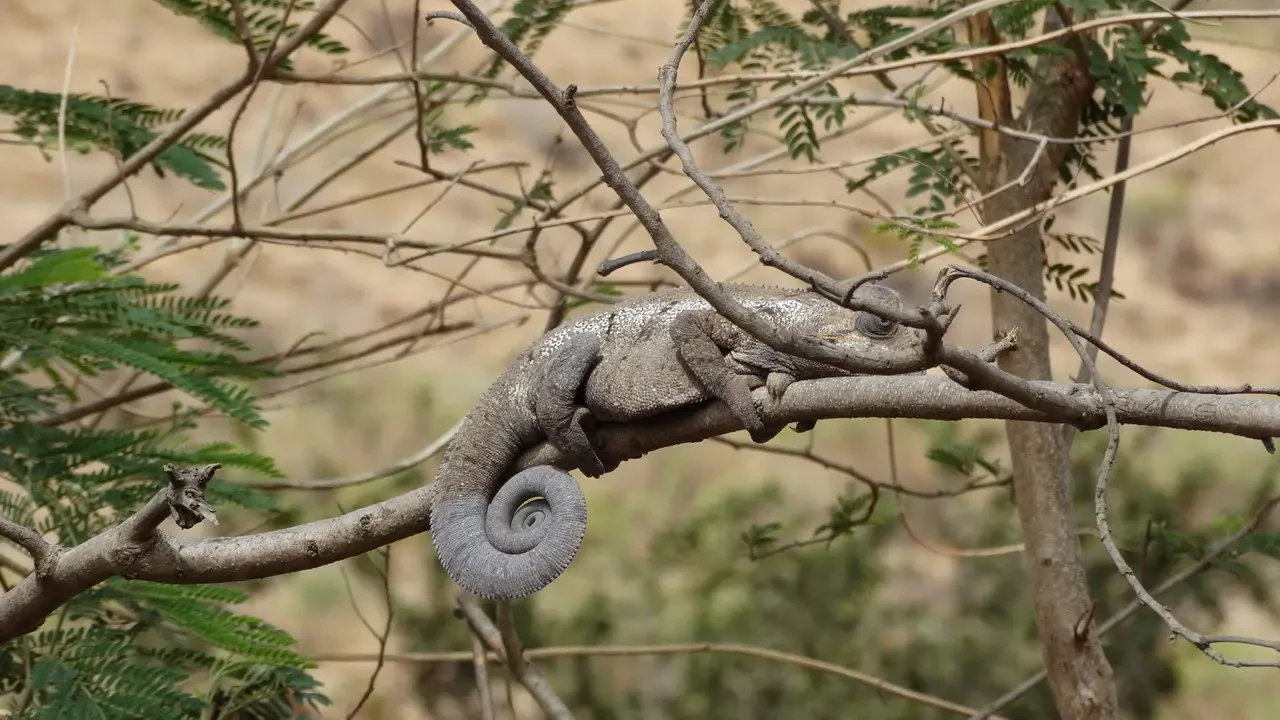 Una lucertola con coda a spirale si posa su un ramo secco nell'ambiente di Madagascar.