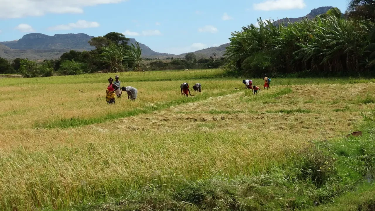 Persone lavorano in un ampio campo erboso sotto il cielo aperto.