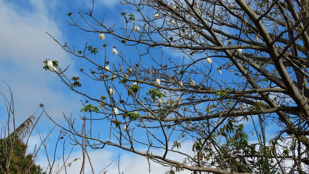 Alberi con foglie chiare si stagliano contro un cielo azzurro e nuvoloso.
