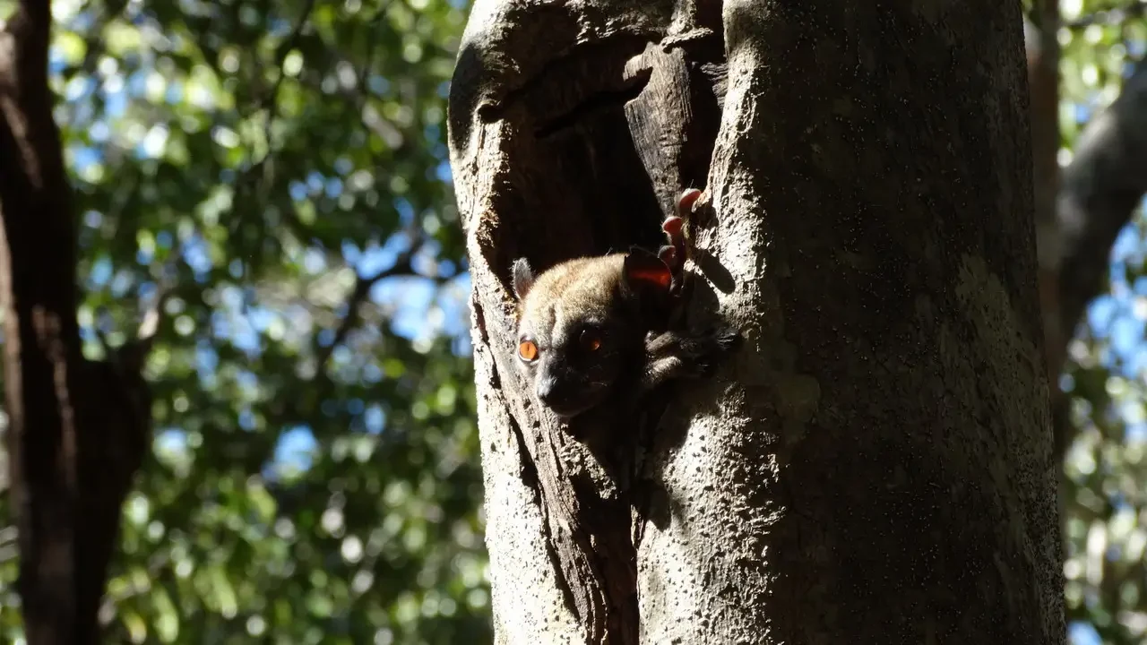 Un piccolo mammifero si aggrappa al tronco d'albero in Madagascar.
