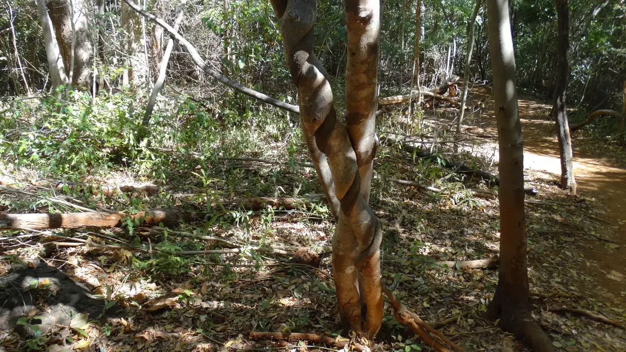 Un tronco d'albero con corteccia riccamente increspata si erge nel sottobosco.