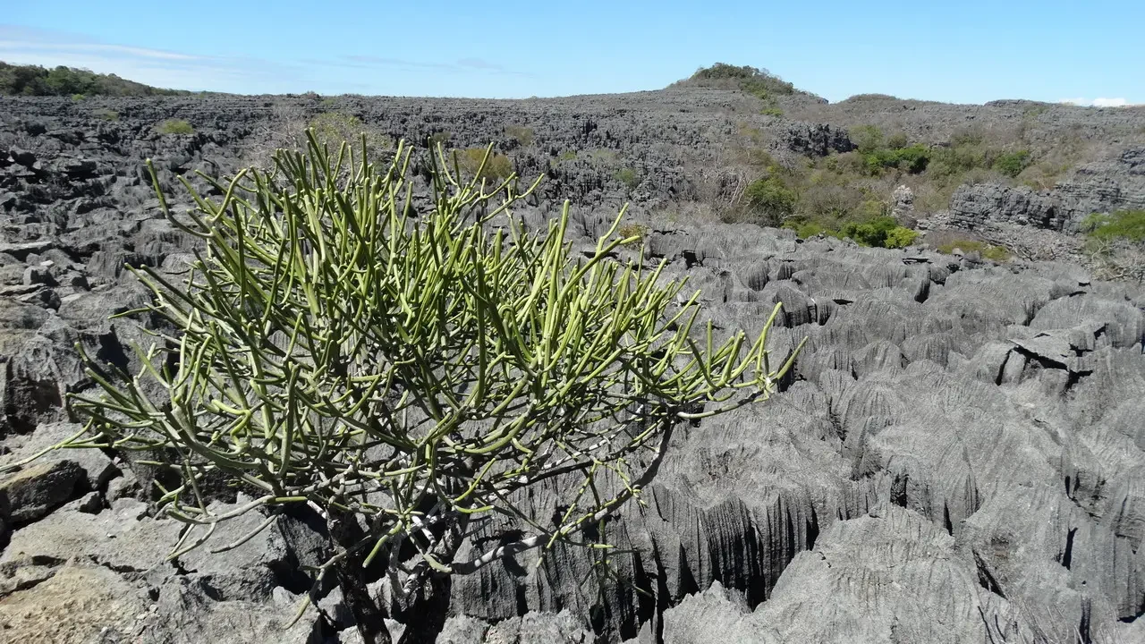 Vegetazione bassa e cespugliosa cresce su un terreno roccioso e arido.