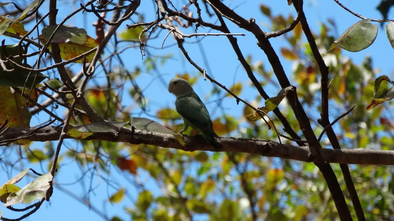 Un uccello verde siede su un ramo tra le foglie sotto il cielo azzurro.