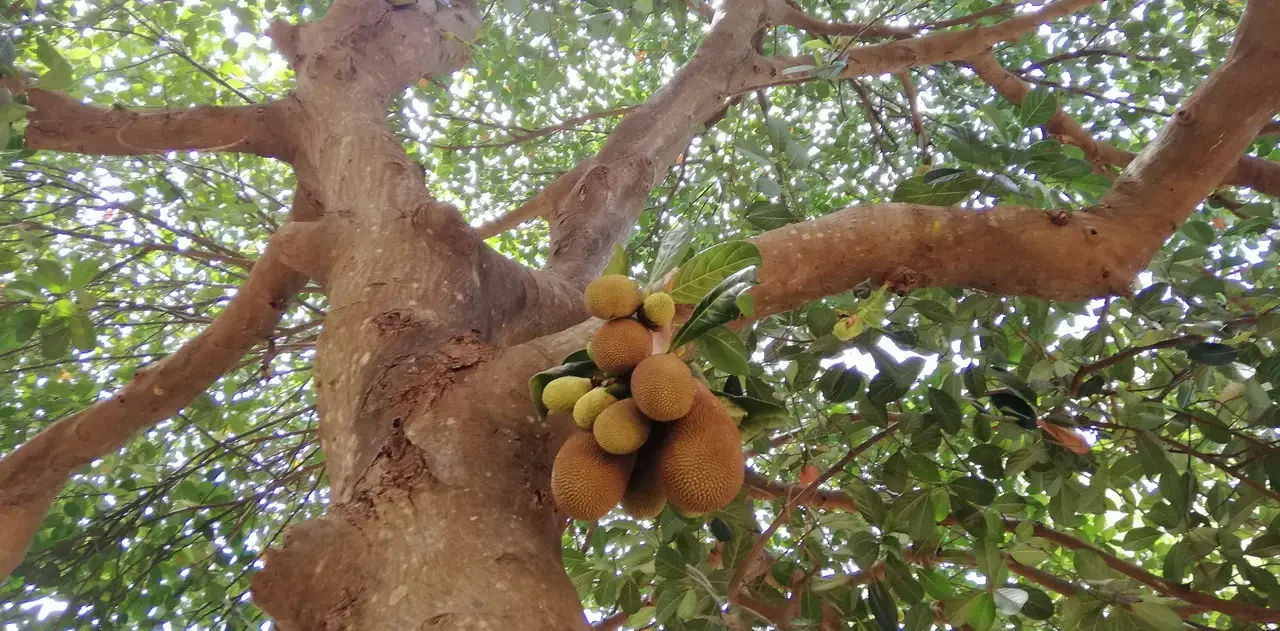 Alberi fruttiferi con jackfruit pendono su un albero in Madagascar.