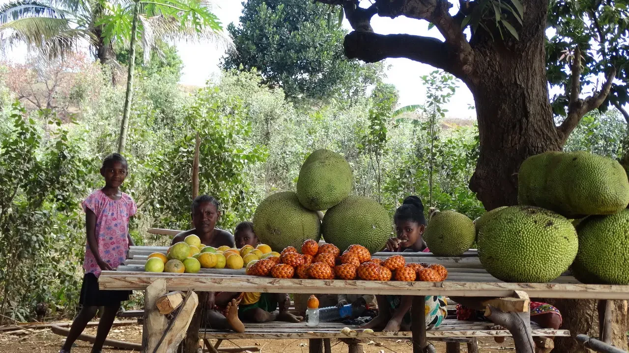 Persone siedono sotto un albero frondoso in un ambiente rurale di Madagascar con frutta.