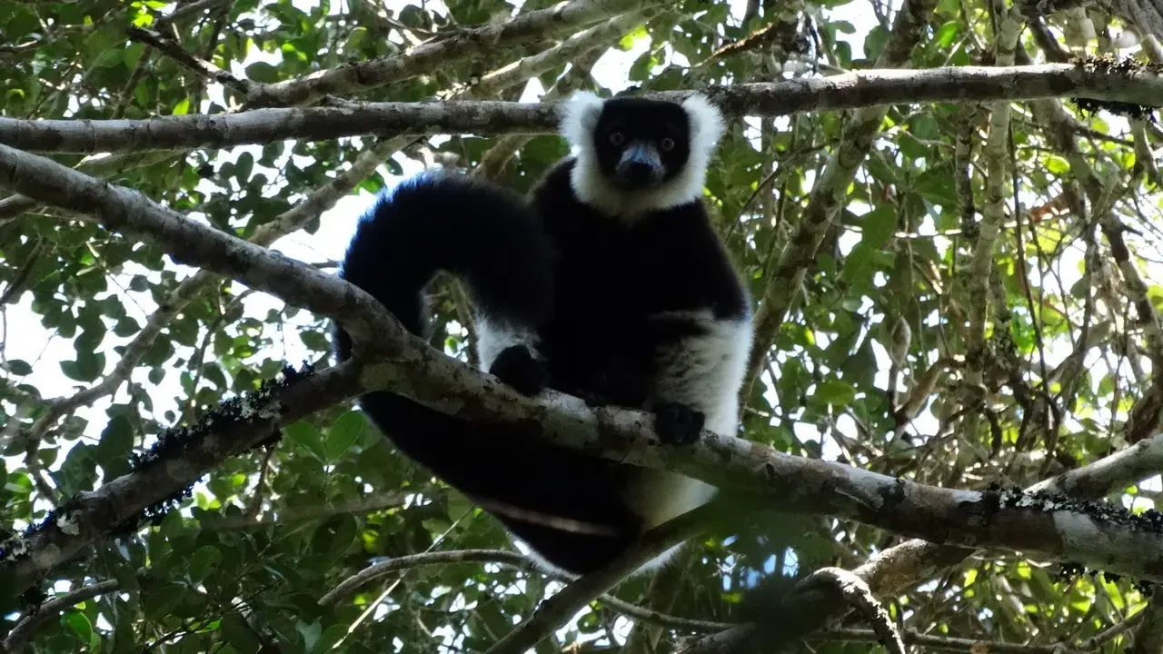 Un lemure bianco è appeso a un ramo tra le foglie di Madagascar.