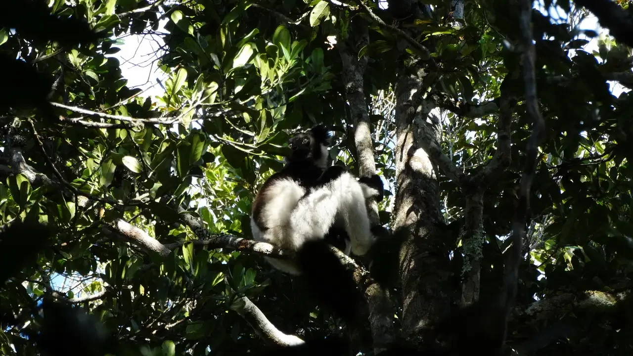 Un lebrele si trova tra le foglie degli alberi in una foresta di Madagascar.