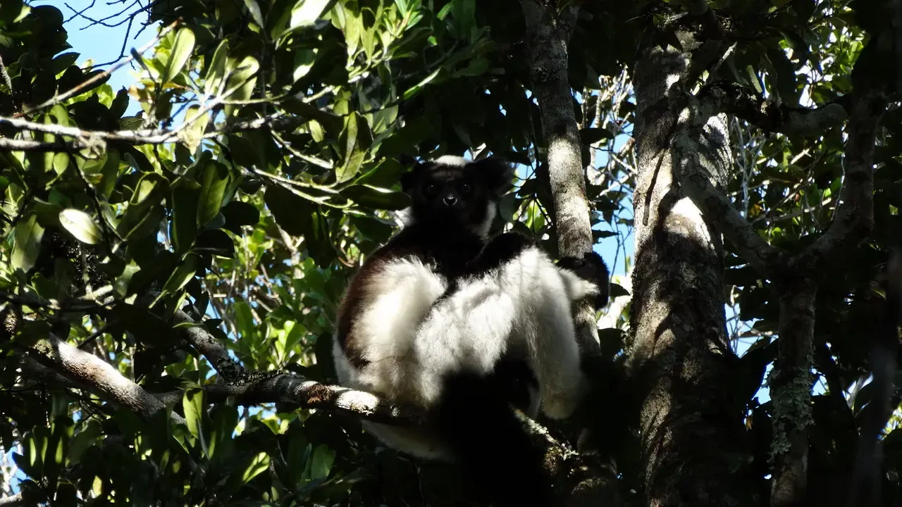 Un lemure nero e bianco siede tra le foglie degli alberi.
