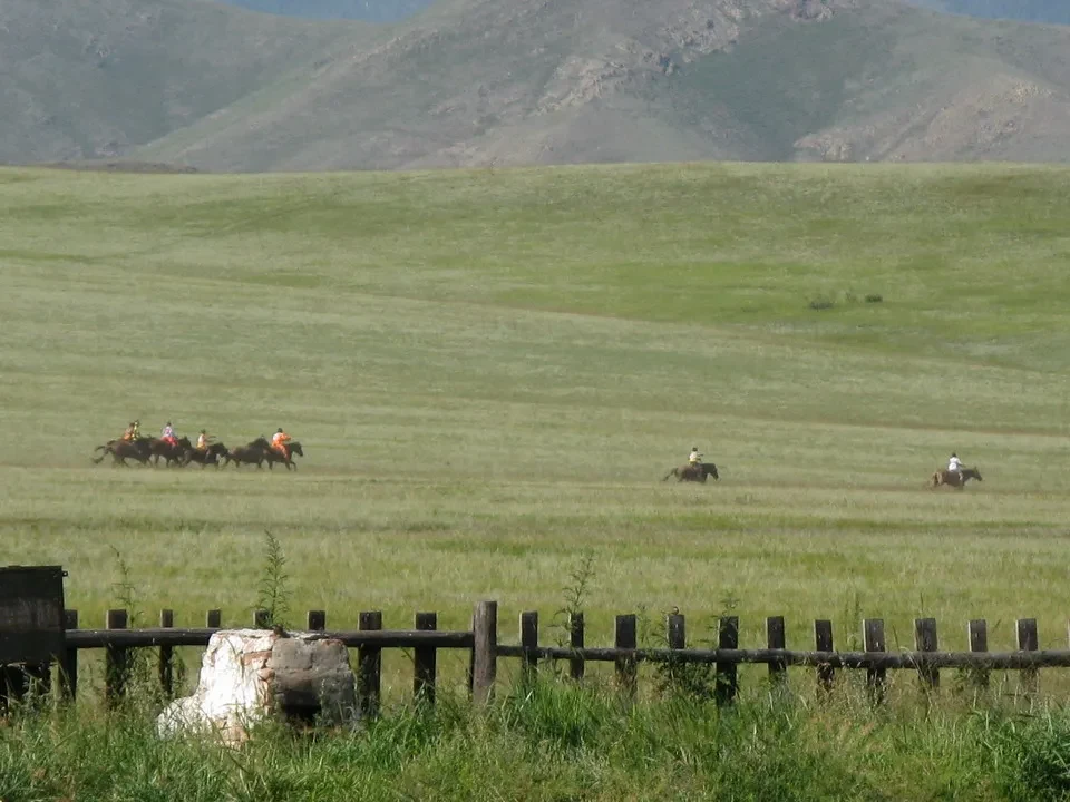 Cavalli passeggiano attraverso un vasto prato ondulato in Mongolia.
