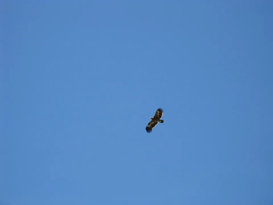 Un uccello vola nel cielo azzurro della Mongolia.