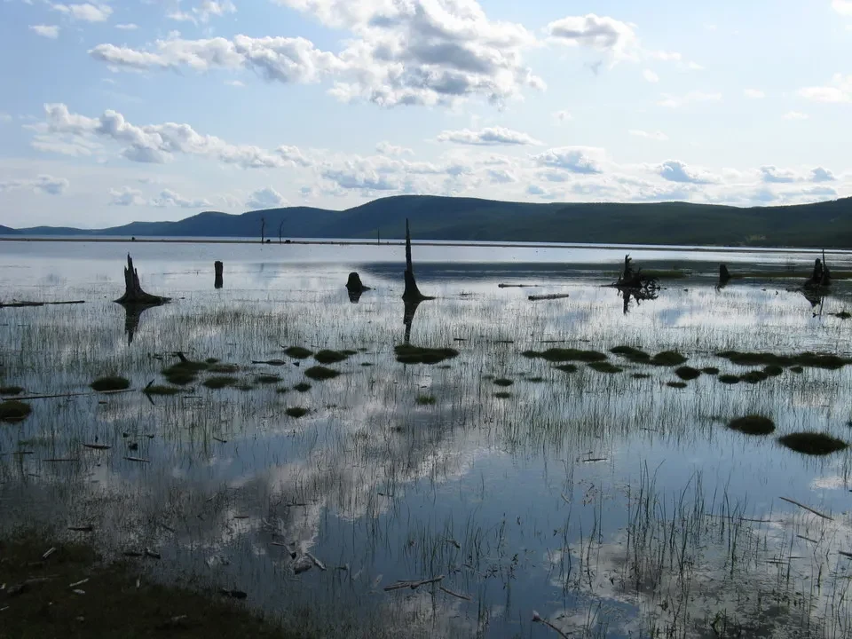 Paesaggio del lago Khuvsgul con vegetazione acquatica in primo piano.