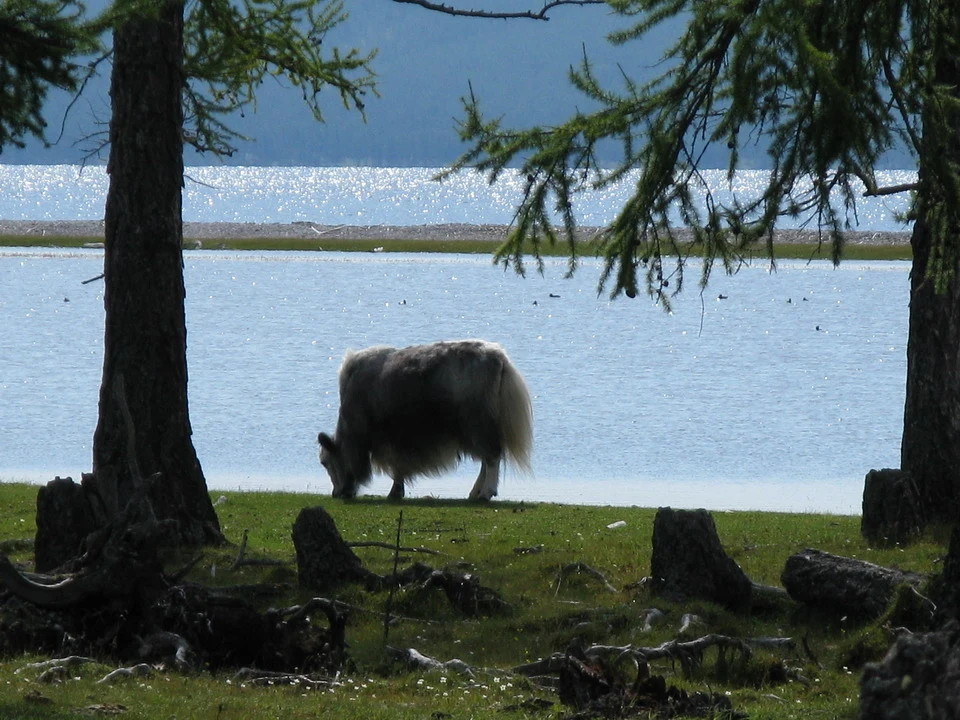 Un yak si nutre vicino all'acqua in una zona boscosa.