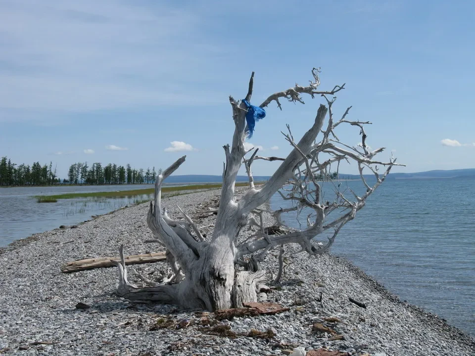 Albero secco sulla spiaggia di ghiaia vicino all'acqua.