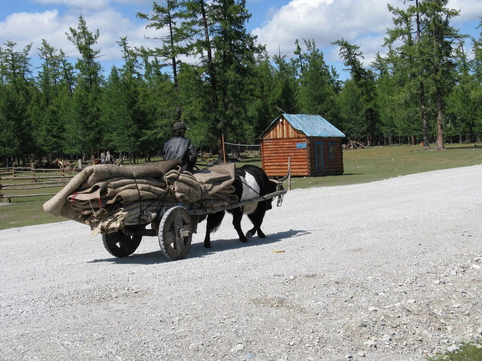 Un carro trainato da mucche attraversa un sentiero boscoso in Mongolia.