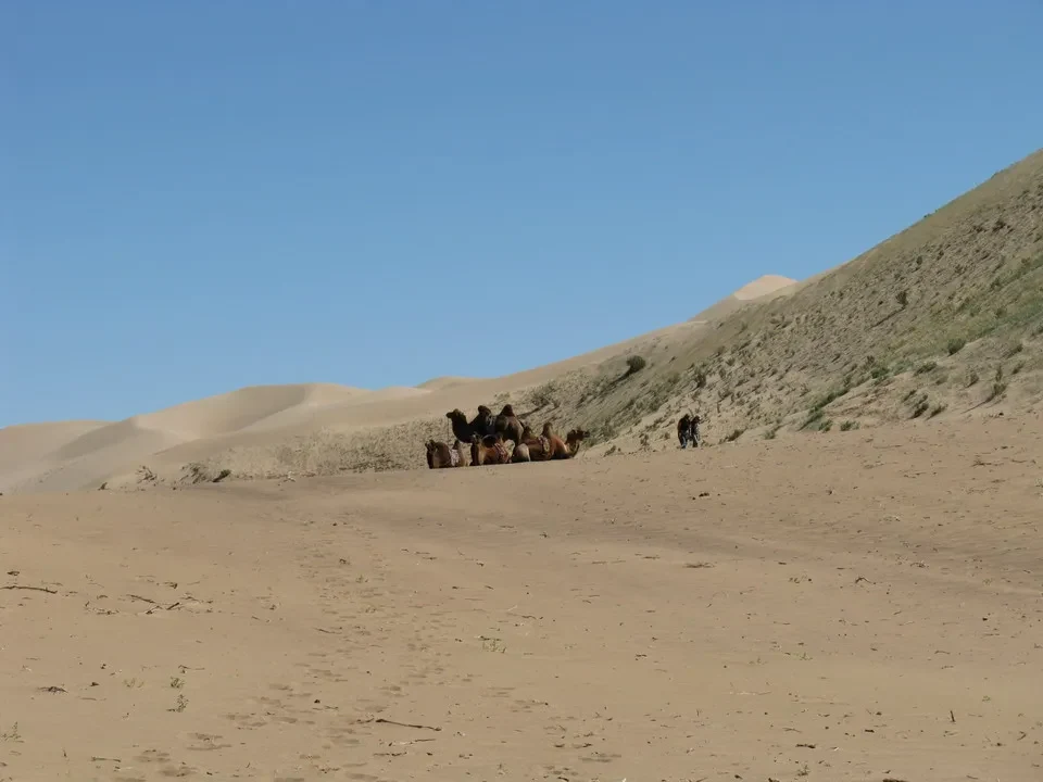 Cavalli su dune sabbiose nel paesaggio mongolo.