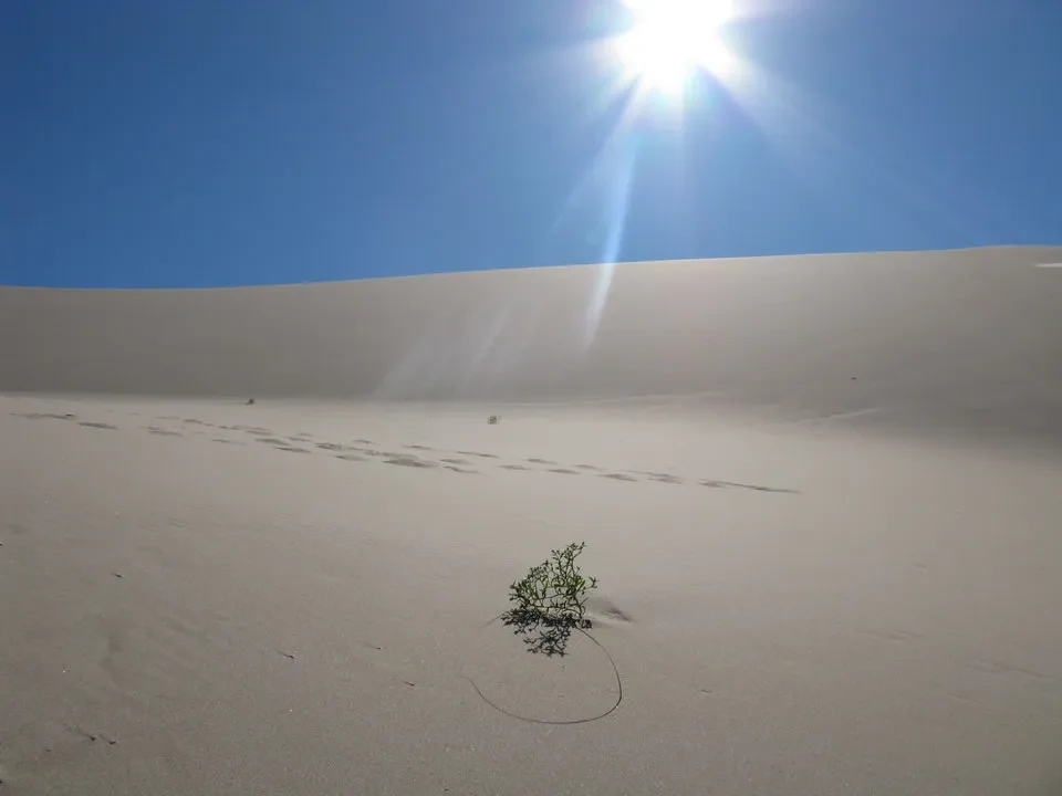 A small bush grows in the Mongolian desert under a clear and bright sky.