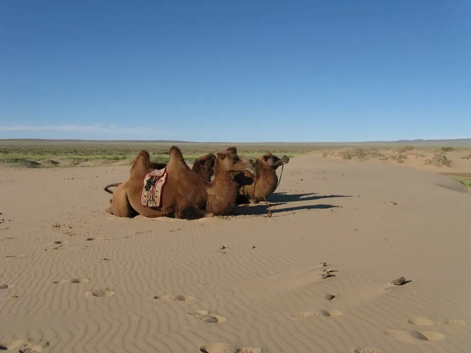 Cammelli sono sdraiati sulla sabbia sotto un cielo azzurro in Mongolia.