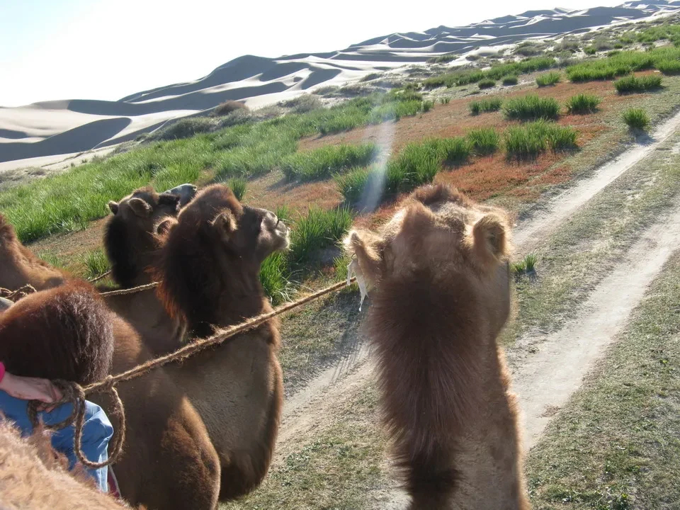 Cammelli in Mongolia camminano su un sentiero erboso ondulato.